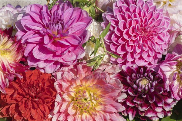 Colourful dahlia blossoms, Dahlia, Münsterland, North Rhine-Westphalia, Germany, Europe