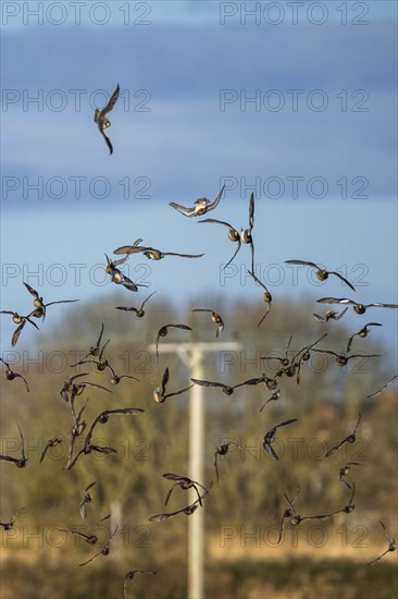 Peregrine Falcon (Falco peregrinus) during an attack on Eurasian Wigeon (Mareca penelope) ducks