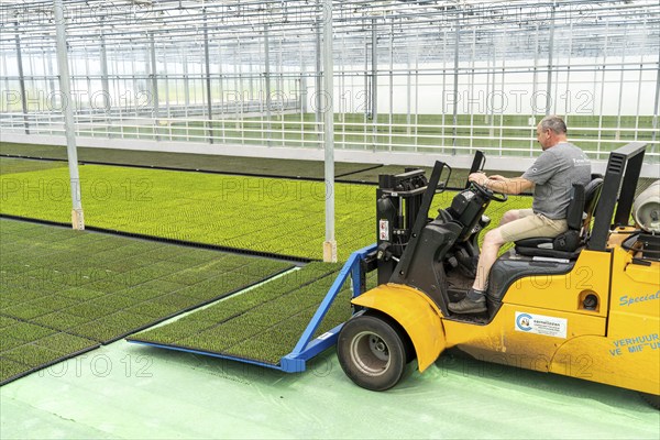 Horticultural business, cuttings, heather, heather plants, Calluna vulgaris, are transported after