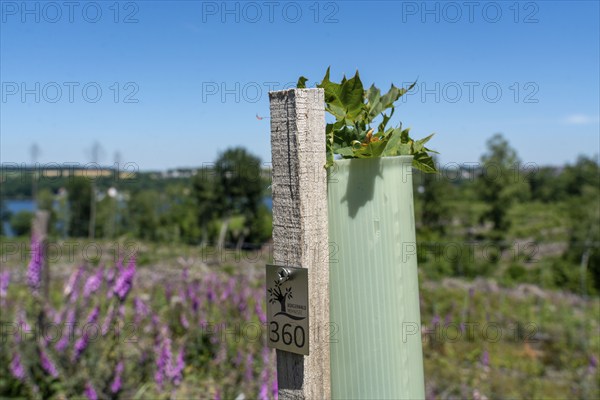 Reforestation in the Arnsberg forest above the Möhnesee, Soest district, citizen forest project,