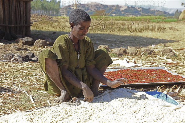 Amhara region, young man checks the maize and peppers lying in the sun to dry, Ethiopia, Africa