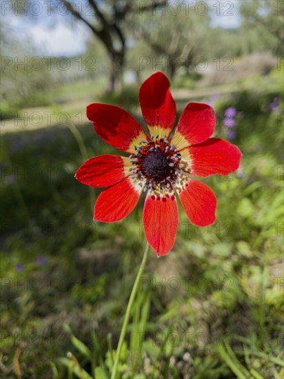 Close-up of a bright red flower with green grass in the background, peacock anemone (Anemone