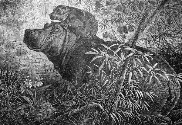Hippopotamus with young in East Africa, Historical, digitally restored reproduction from a 19th