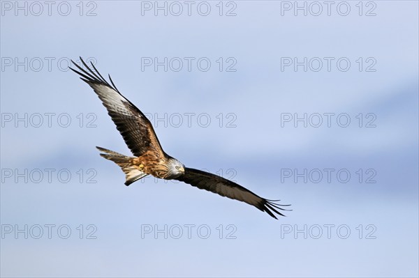 Red Kite, Red Kite, Montagu's Harrier, Montagu's Harrier (Milvus milvus), in flight, Canton Aargau,