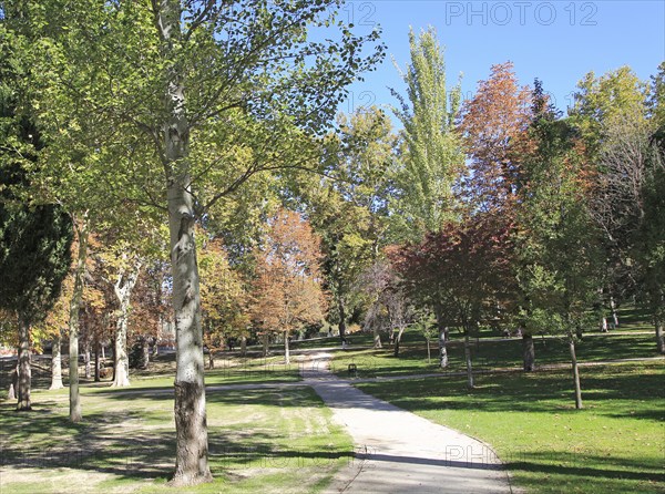 Path though trees in autumn leaf colour, El Retiro park, Madrid, Spain, Europe