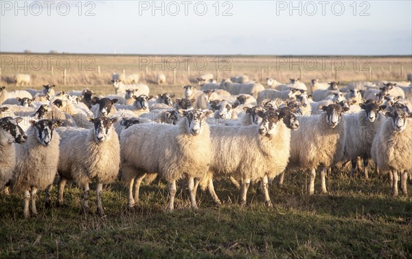 Flock of sheep grazing on drained marshland fields at Gedgrave, Suffolk, England, United Kingdom,