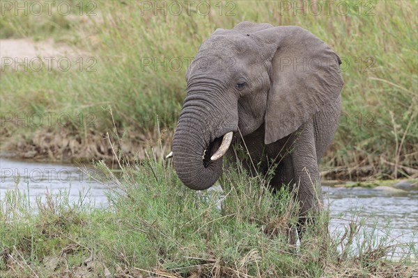 African bush elephant (Loxodonta africana), young adult male feeding on reeds in the bed of the