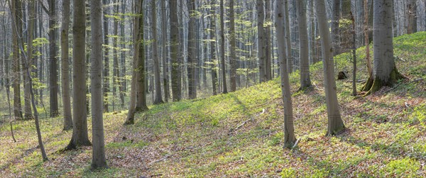 Beech forest in early spring, first tender green leaves, Hainich National Park, Bad Langensalza,