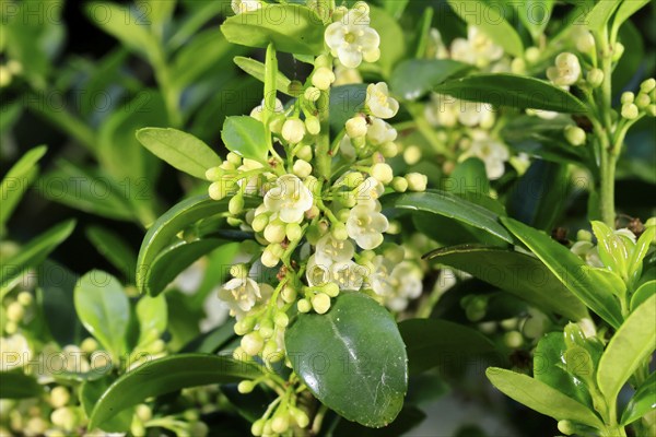 Japanese holly (IIlex crenata), flowering, flower, Ellerstadt, Germany, Europe