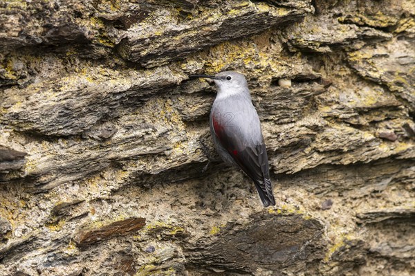 Wallcreeper (Tichodroma muraria) foraging on a wall, wildlife, Germany, Europe