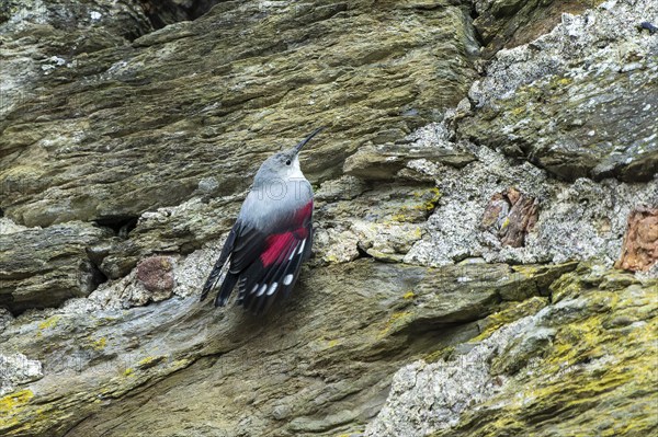Wallcreeper (Tichodroma muraria) foraging on a wall, wildlife, Germany, Europe