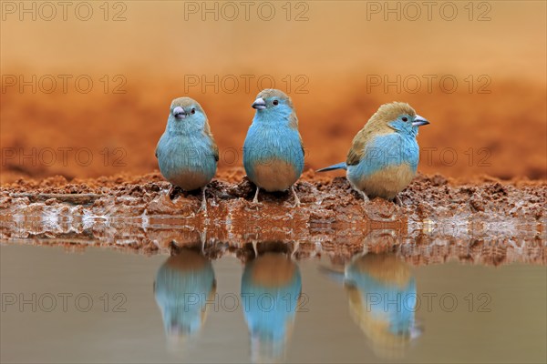 Blue-winged Oriole (Uraeginthus angolensis), Angola Butterfly Finch, adult, three birds, at the