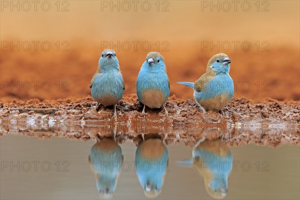 Blue-winged Oriole (Uraeginthus angolensis), Angola Butterfly Finch, adult, three birds, at the