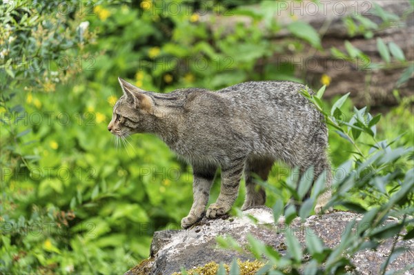 A cat stands on a stone and attentively observes its surroundings in the green forest, wild cat