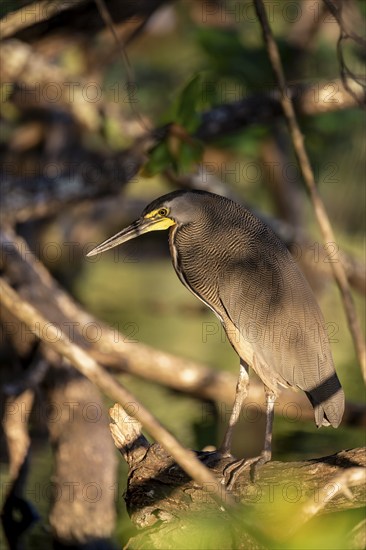 Bare-throated tiger heron (Tigrisoma mexicanum), Corcovado National Park, Osa, Puntarena Province,