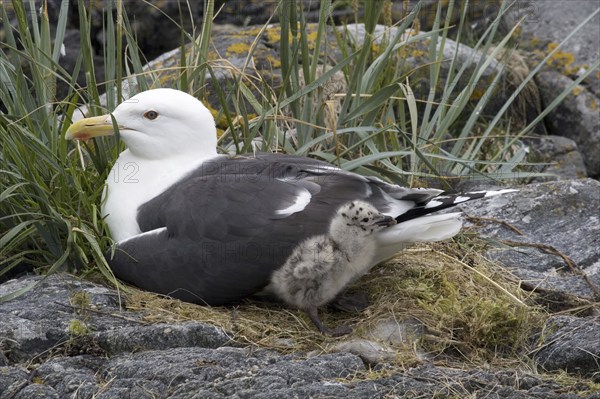 Great black-backed gull with chicks, (Larus marinus), Europe, Sweden, Great black-backed gull,