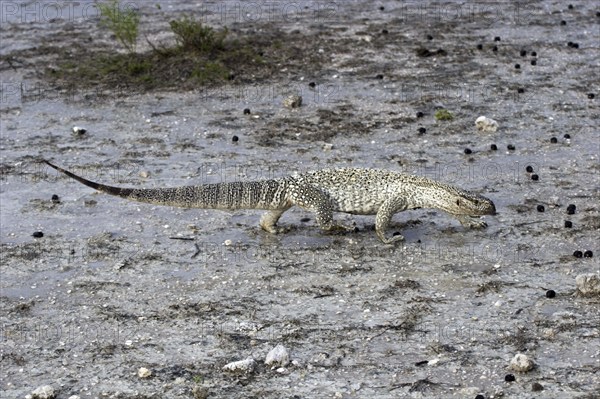 Steppe monitor lizard, (Varanus exanthematicus), looking for food after a rain shower, Etosha