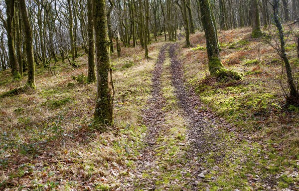 Narrow track climbs steeply through winter woodland, Exmoor national park, Devon, England, United