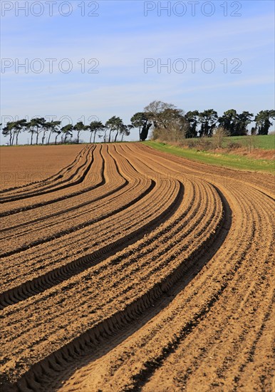 Lines in field brown soil ready for cultivation, Shottisham, Suffolk, England, UK
