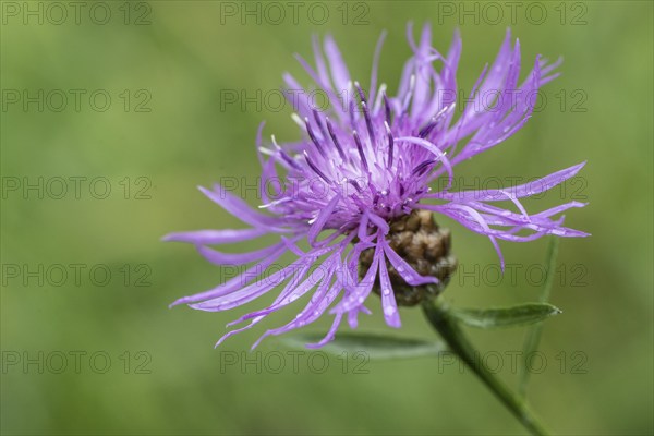 Brown knapweed (Centaurea jacea), Emsland, Lower Saxony, Germany, Europe