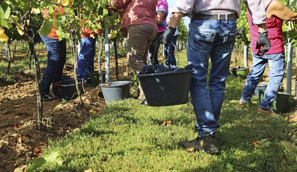 Grape grape harvest: Hand-picking Pinot Noir grapes in a vineyard in the Palatinate