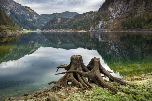 The Vordere Gosausee in autumn with a view of the Gasthof Gosausee. Two uprooted tree stumps in the