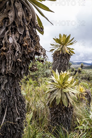 Espeletia Pycnophylla, Paramo de Gabriel Lopez, Totoro, Cauca, Colombia, South America