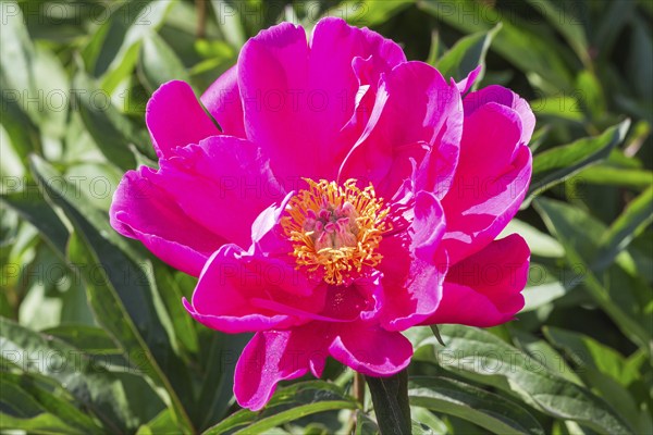 Pink peony flower in a botanical garden