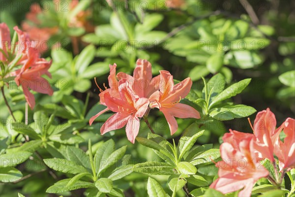 Blooming rhododendron in the botanical garden in spring