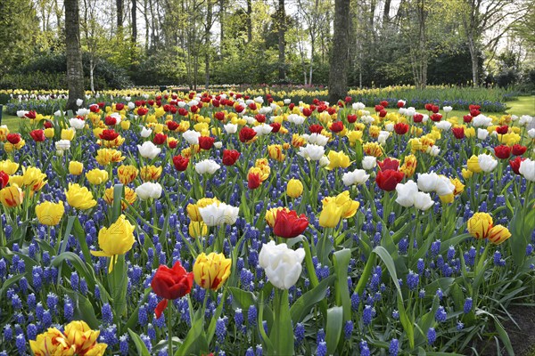 Tulips (Tulipa) and grape hyacinths (Muscari) at Keukenhof, Lisse, South Holland