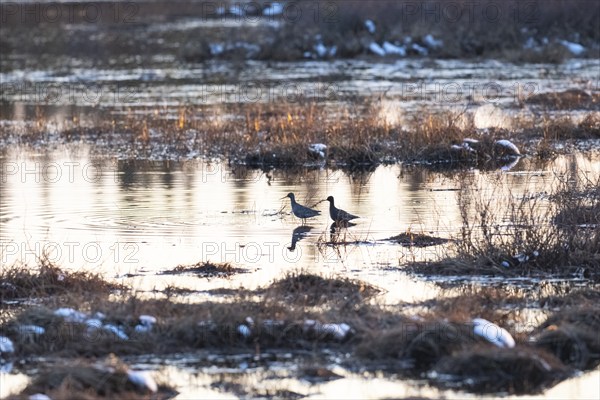 Spotted Redshank (Tringa erythropus) two birds standing in lake at sunset, on marshland in typical
