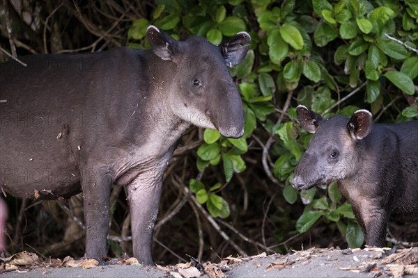 Baird's tapir (Tapirus bairdii), mother and young, looking into the camera, animal portrait, in the
