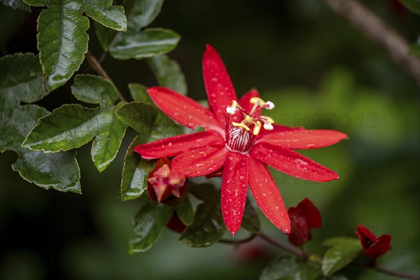 Flower of a red passion flower (Passiflora vitifolia) in the tropical rainforest, Alajuela