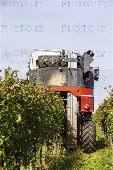 Harvest of Sankt Laurent red wine grapes in the Palatinate
