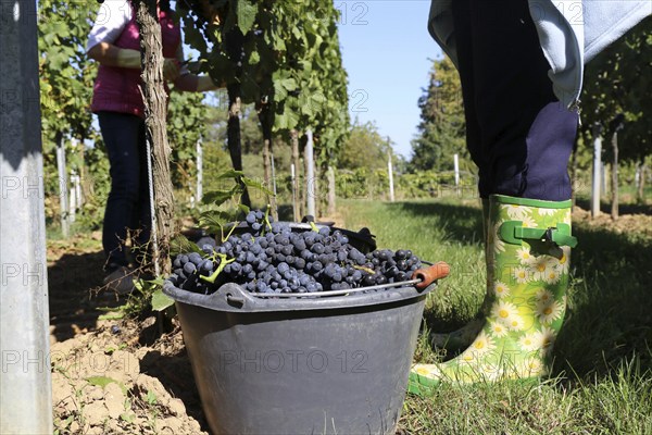 Grape grape harvest: Hand-picking Pinot Noir grapes in the Palatinate (Norbert Groß Winery,