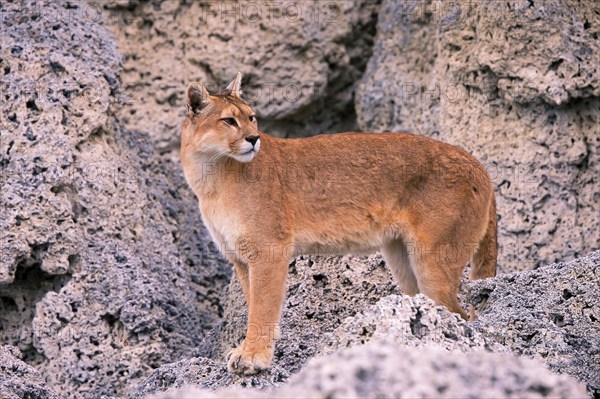 Female Cougar foraging, South America, Chile, Torres del Peine NP, Felis concolar patagonia, Torres