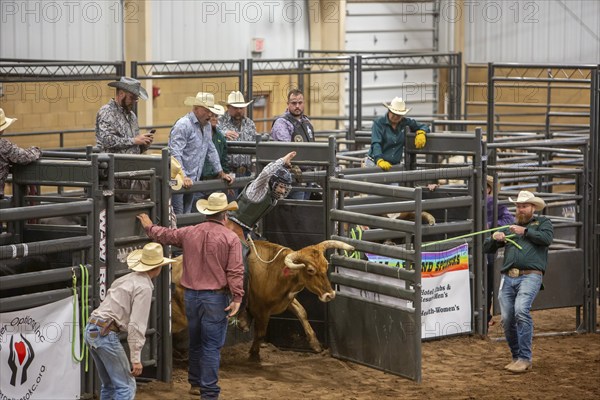 Oklahoma City, Oklahoma, Steer riding at the Great Plains Rodeo, an annual gay rodeo that features