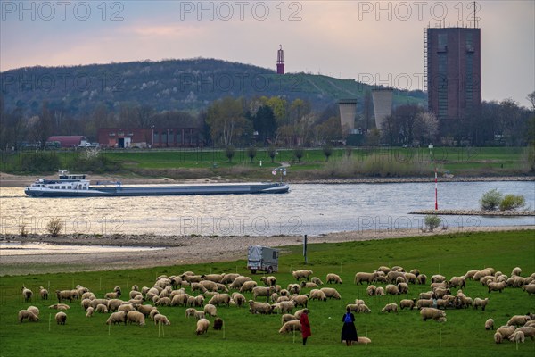 Rhine dyke near Duisburg-Beeckerwerth, flock of sheep, Rheinpreussen spoil tip in Mörs, spoil tip