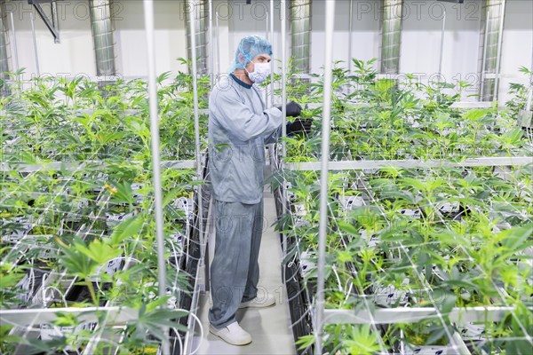 DEU/Saxony/Ebersbach The Saxon cannabis producer Demecan is now the first German company to be