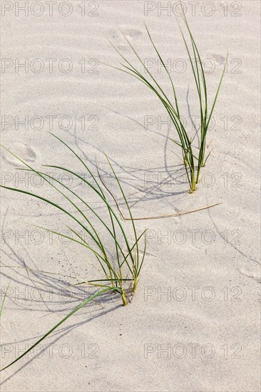 Blade of grass on a sand dune a sunny summer day, Skagen, Denmark, Europe