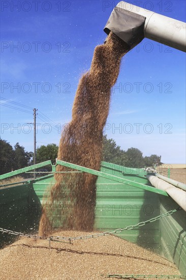 Grain harvest with combine harvester, the grain is unloaded