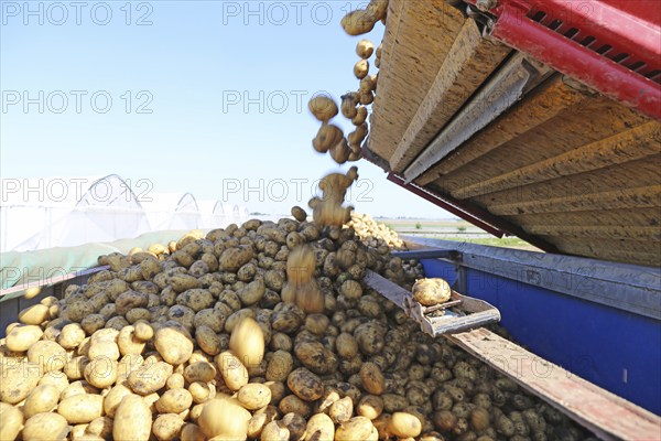 Farmer Hartmut Magin from Mutterstadt harvesting early potatoes in the Palatinate (Mutterstadt,