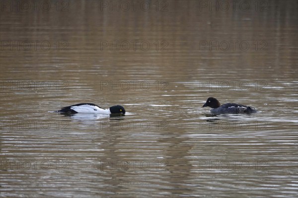 Pair of goldeneyes, March, Lusatia, Saxony, Germany, Europe
