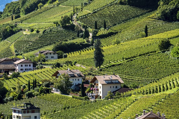 Landscape in the Adige Valley, in South Tyrol, above the village of Tramin, vineyards dominate the
