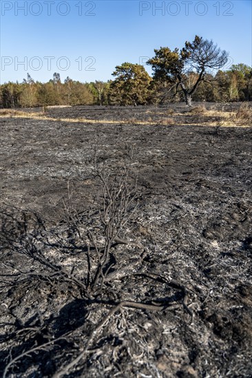 Consequences of a forest fire in the German-Dutch border region near Niederkrüchten-Elmpt, in the