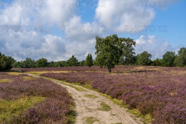Heather blossom of the broom heather, in the Lüneburg Heath nature reserve, Lower Saxony, Germany,