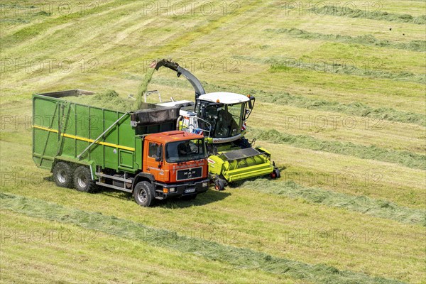 Hay harvest, on a Rhine meadow near Duisburg-Beeckerwerth, a forage harvester picks up the cut