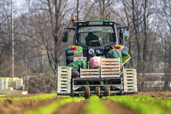 Agriculture, herb gardening, parsley is planted in rows in a field with a planting machine