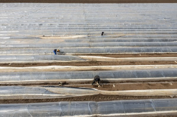 Asparagus harvest in the Rhineland, asparagus pickers at work in an asparagus field covered with