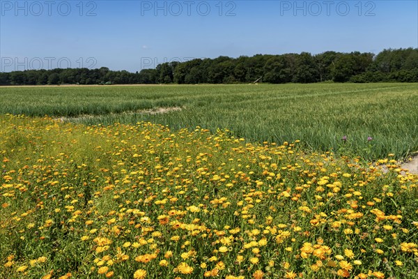 Agriculture, field with onions, field margins, flower strips, Niederkrüchten, North